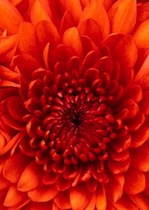 amritajoy